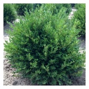 Green Gem Boxwood