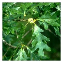 Pin Oak
