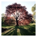 American Rivers Beech