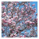 Tulip Tree