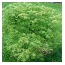 Green Cutleaf Japanese Maple